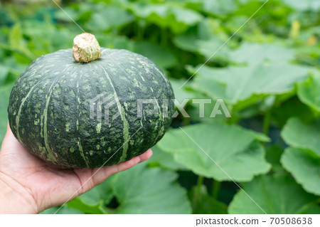 Pumpkin field and pumpkin fruit harvest (July) Home garden 70508638