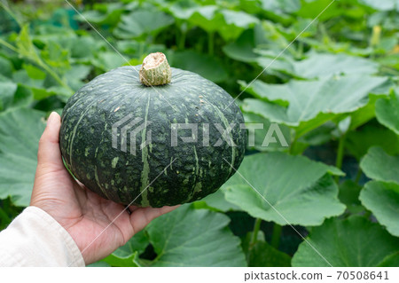 Pumpkin field and pumpkin fruit harvest (July) Home garden 70508641