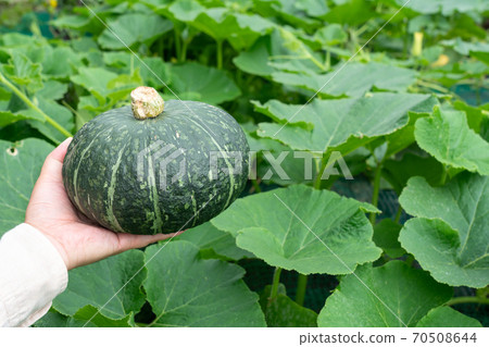 Pumpkin field and pumpkin fruit harvest (July) Home garden 70508644