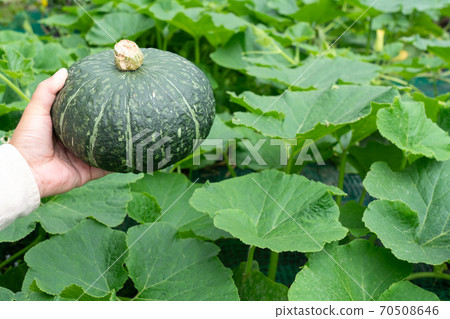 Pumpkin field and pumpkin fruit harvest (July) Home garden 70508646