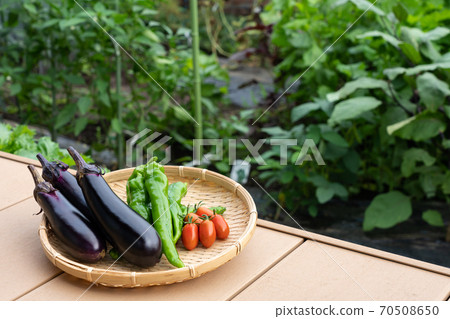Assorted vegetables, harvesting summer vegetables (July), kitchen garden 70508650