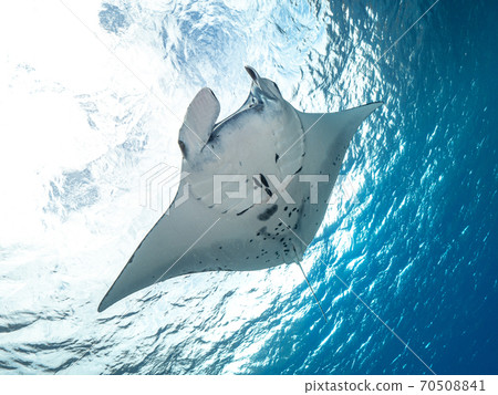 Manta Manta 70508841