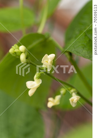 藤和青豆花 藤和青豆花 70509113