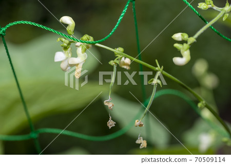 藤和青豆花 藤和青豆花 70509114