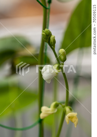 Vine and green bean flower Vine and green bean flower 70509115