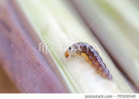 Insects that devour light bamboo (larvae of Benikamikiri) 70509540