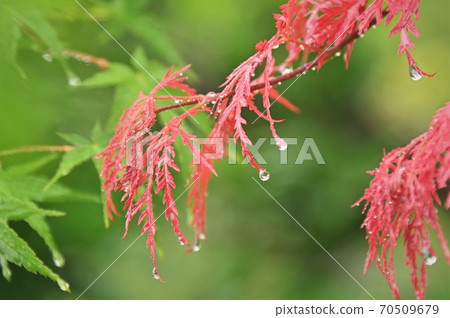 早春的彩色的豆芽(秋天的葉子) 早春的彩色的豆芽(秋天的葉子) 70509679