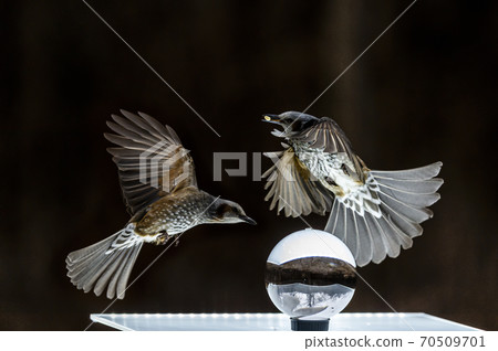 夜鶯 夜鶯 70509701