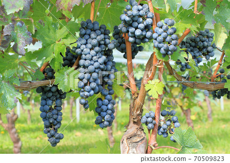 Grape for wine Cabernet · Sauvignon Grape for wine Cabernet · Sauvignon 70509823
