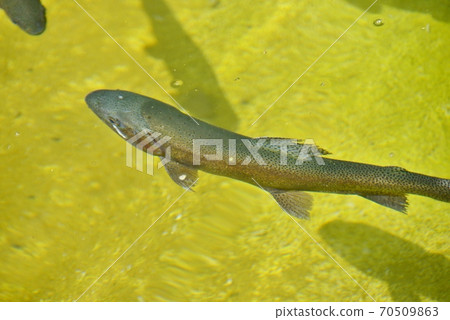 飛彈Dai石灰岩洞穴中岩魚天堂中岩魚的出現 飛彈Dai石灰岩洞穴中岩魚天堂中岩魚的出現 70509863