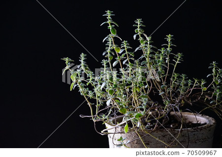Potted plant of silver lemon thyme 70509967