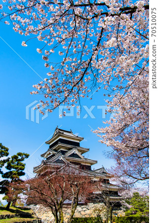 長野縣松本市松本城（城堡和櫻花） 70510075