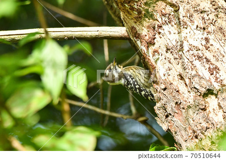 Kogera Kogera 70510644