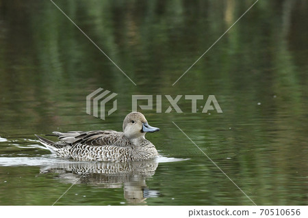 Pintail 70510656
