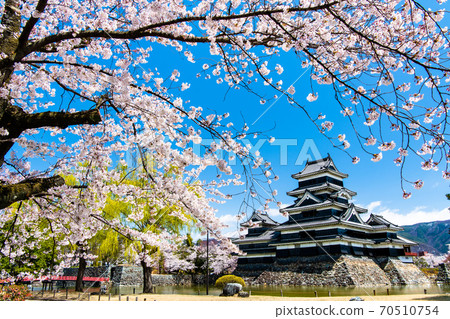 Matsumoto Castle, Matsumoto City, Nagano Prefecture (castle tower and cherry blossoms) 70510754