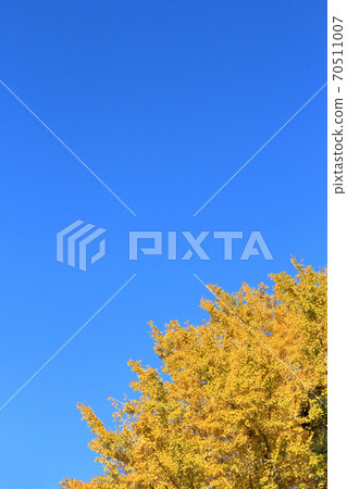 Yellow ginkgo tree 70511007
