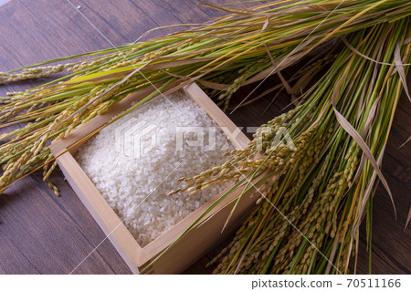 Autumn of harvest of new rice and rice ears Autumn of harvest of new rice and rice ears 70511166