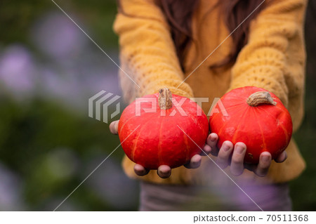 Pumpkin season. Two small round orange ripe raw pumpkins in hands. Pumpkin season. Two small round orange ripe raw pumpkins in hands. 70511368