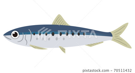 魷魚的插圖 70511432