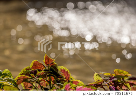Sparkling water Sparkling water 70511675