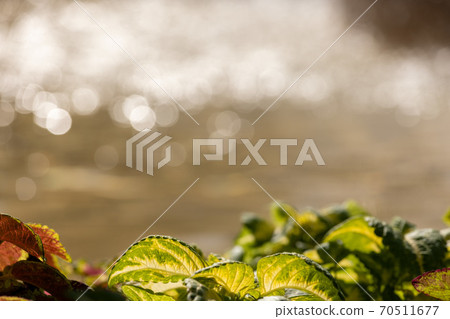 Sparkling water Sparkling water 70511677