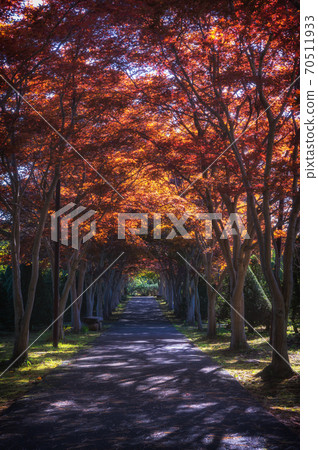 平岡樹木藝術中心紅葉隧道 平岡樹木藝術中心紅葉隧道 70511933