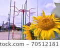 苗圃花園裡盛開的向日葵 70512181