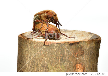 Scarab Scarab 70512185