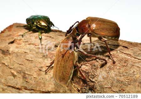 Scarab Scarab 70512189