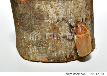 Scarab Scarab 70512191