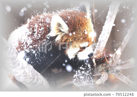 Popular in zoos 70512248