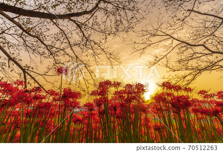 "Saitama Prefecture" Minuma Tanbo blooms cluster amaryllis at twilight "Saitama Prefecture" Minuma Tanbo blooms cluster amaryllis at twilight 70512263