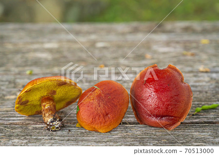 森林蘑菇花口 70513000