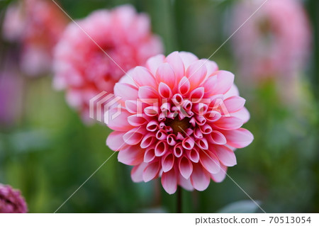 Dahlia Flower Dream 1 70513054