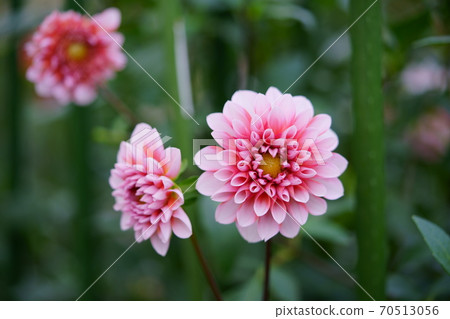 Dahlia Flower Dream 3 Dahlia Flower Dream 3 70513056