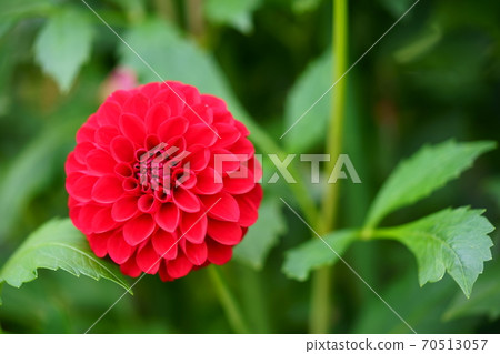 Dalia Red Star 1 Dalia Red Star 1 70513057