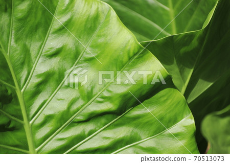 Alocasia leaves 70513073