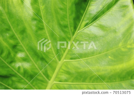 Alocasia leaves Alocasia leaves 70513075
