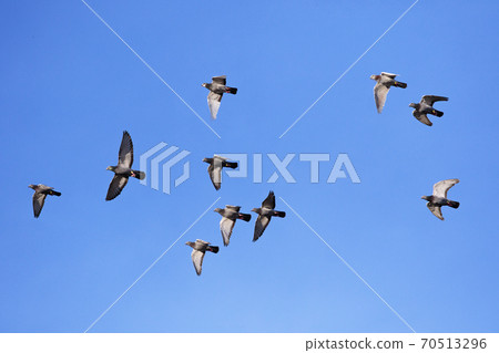 flock of homing pigeon flying against clear blue sky 70513296