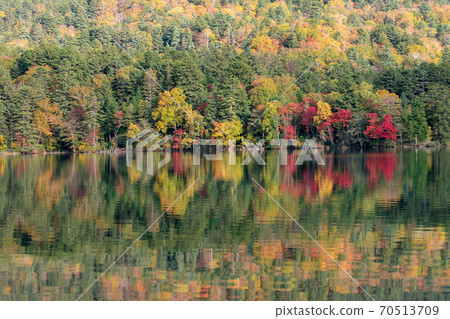 Autumn scenery of Hokkaido: Autumn leaves of Onneto 70513709