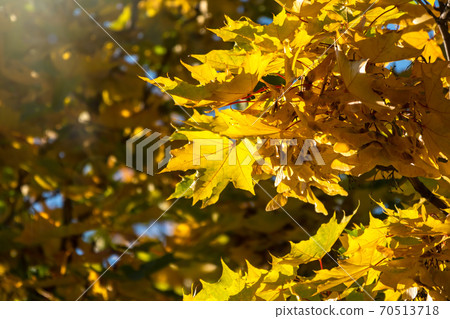 Maple branches with yellow leaves in autumn, in the light of sunset. Maple branches with yellow leaves in autumn, in the light of sunset. 70513718