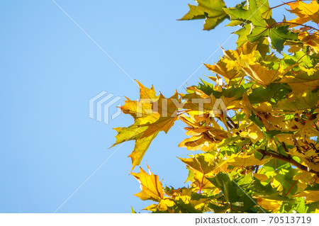 Maple branches with green and yellow leaves in autumn, in the light of sunset. 70513719
