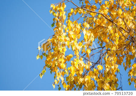 Birch branches with yellow leaves in autumn, in the light of sunset. Blue sky background Birch branches with yellow leaves in autumn, in the light of sunset. Blue sky background 70513720