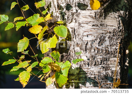 Birch tree trunk with branches and autumn leaves. The texture of the birch bark. Birch tree trunk with branches and autumn leaves. The texture of the birch bark. 70513735
