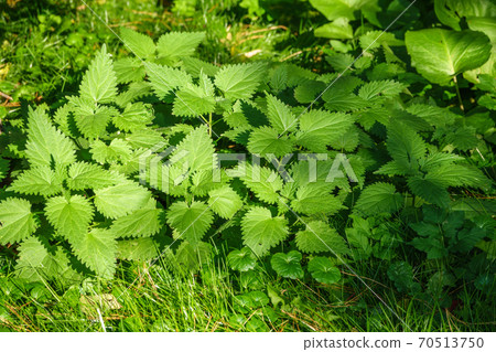 The nettle, Urtica dioica, with green leaves grows in natural thickets. Medicinal wild plant nettle. The nettle, Urtica dioica, with green leaves grows in natural thickets. Medicinal wild plant nettle. 70513750