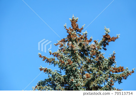 Spruce tree with a lot of cones against a blue sky. 70513754