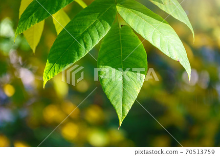 Green leaves of a bird cherry with blurred background in sunset light. 70513759