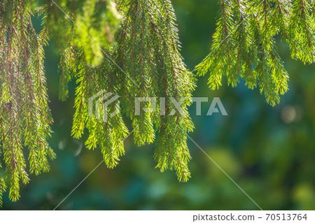 Larch branches in autumn on green and yellow leaves background 70513764