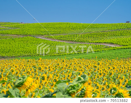 August Ibaraki / Hitachinaka: Kokia and sunflowers at Hitachi Seaside Park August Ibaraki / Hitachinaka: Kokia and sunflowers at Hitachi Seaside Park 70513882
