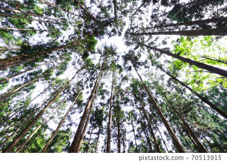 Cedar forest 70513915